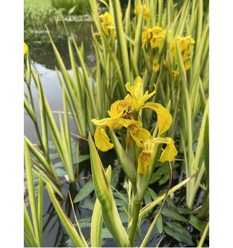 Iris pseudacorus variegata 